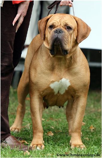 Dogue de of Australia